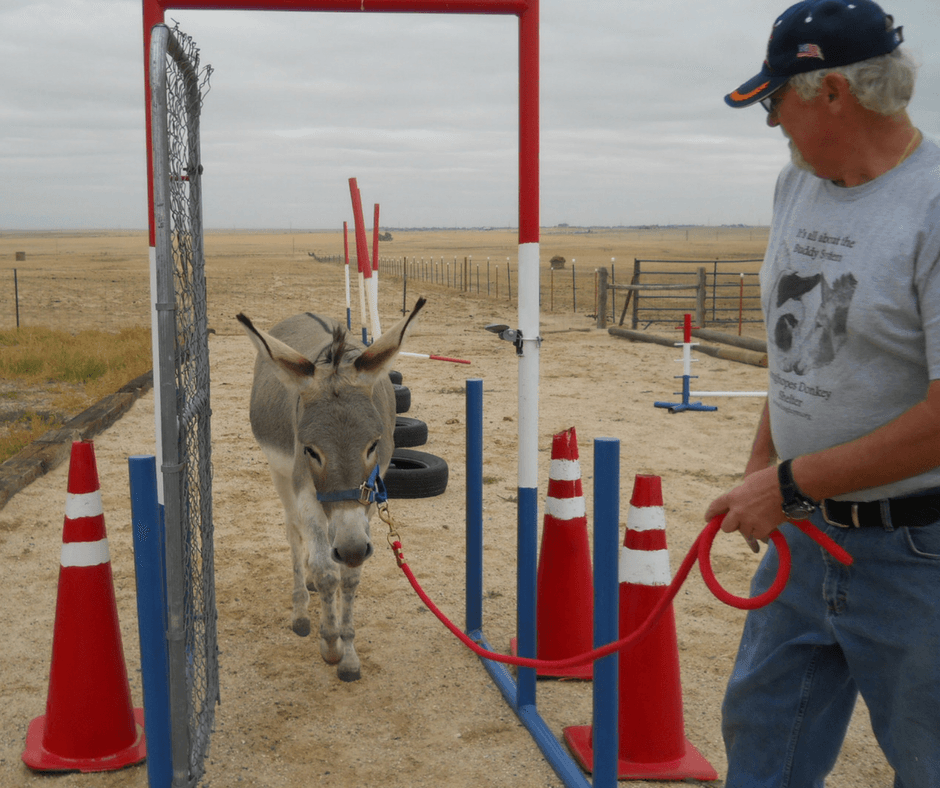 longhopes donkey shelter in bennett photo