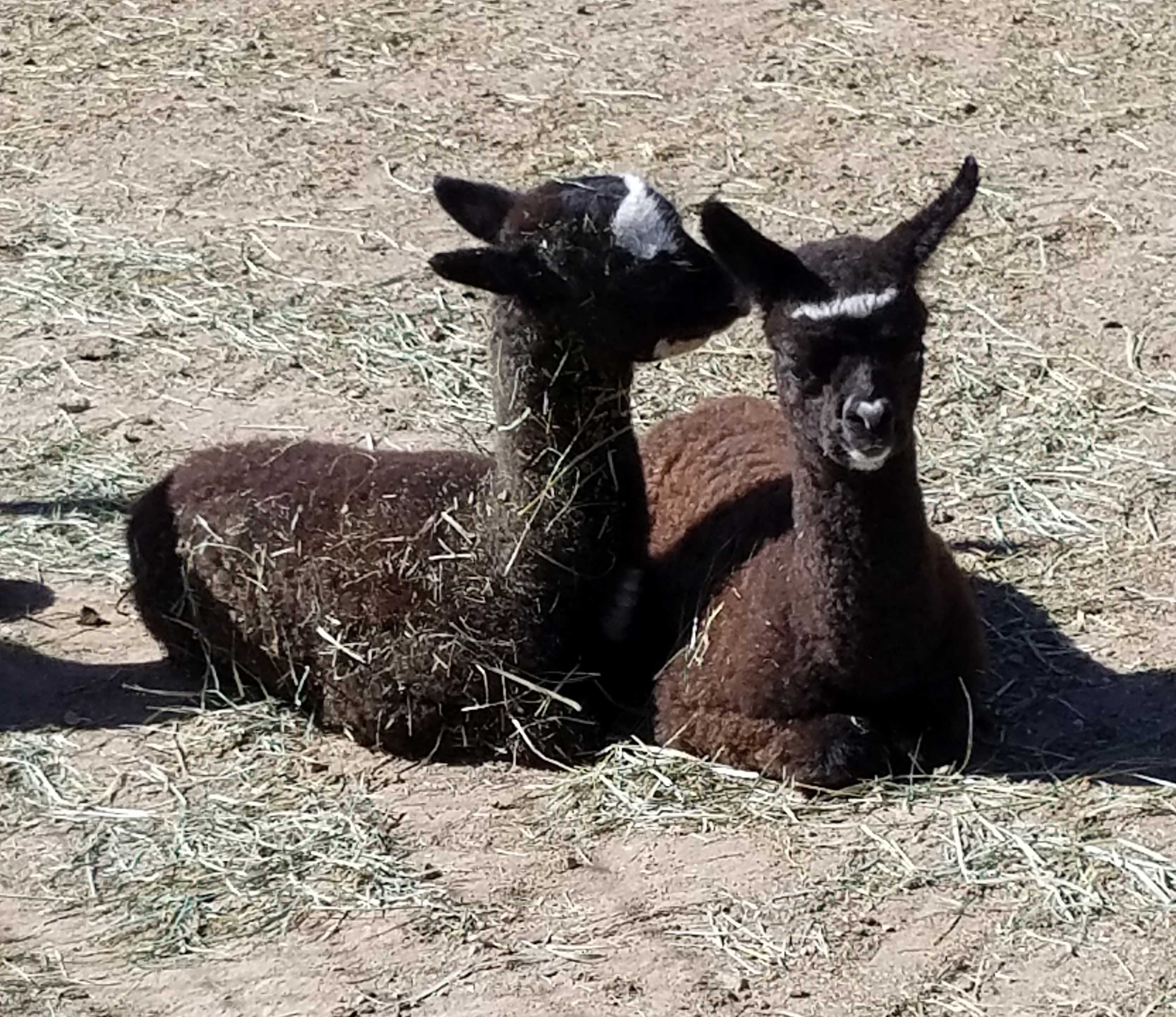 magpie and curious george at 3 months old photo
