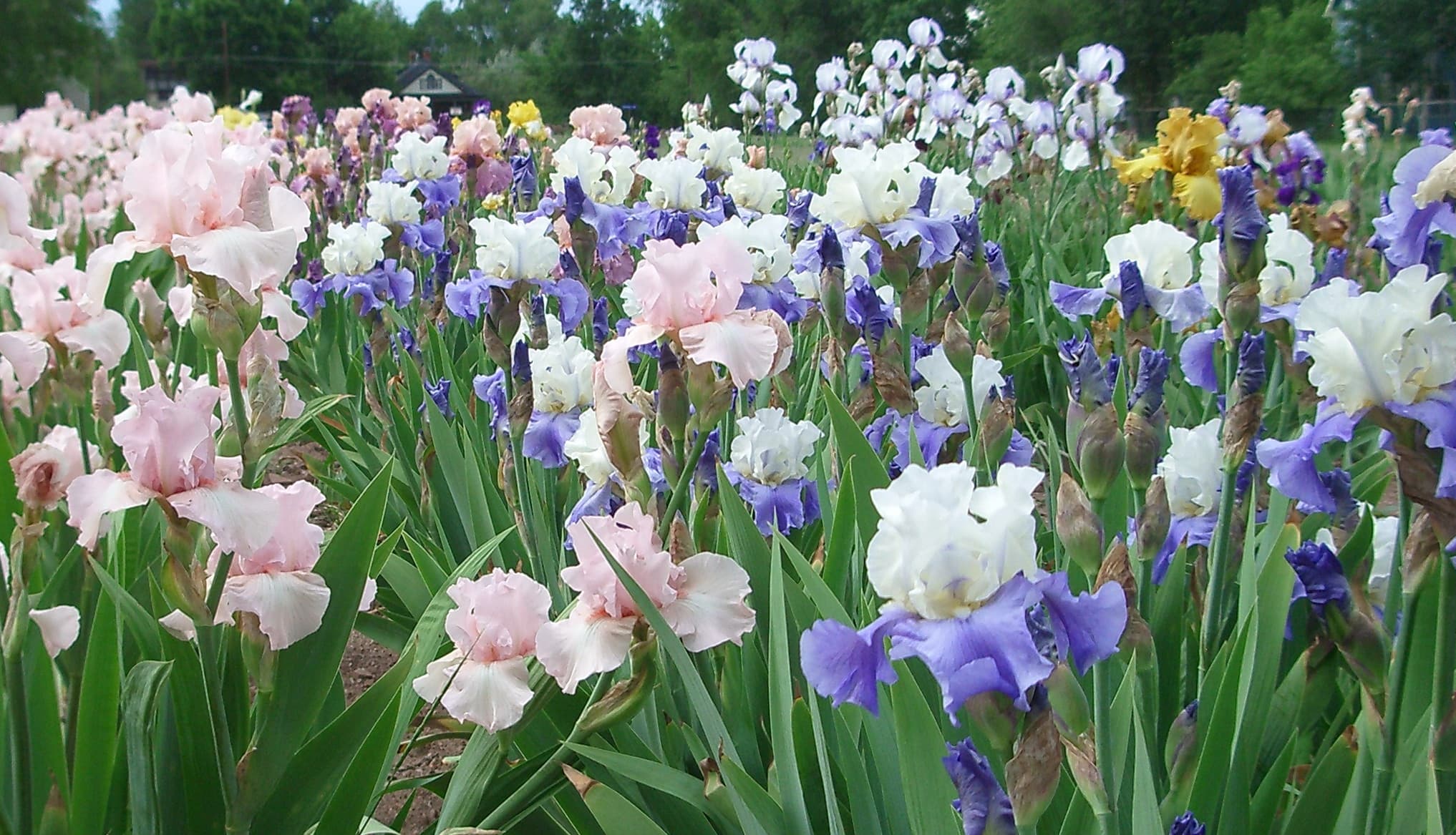 a rainbow of iris blooms at long's gardens photo
