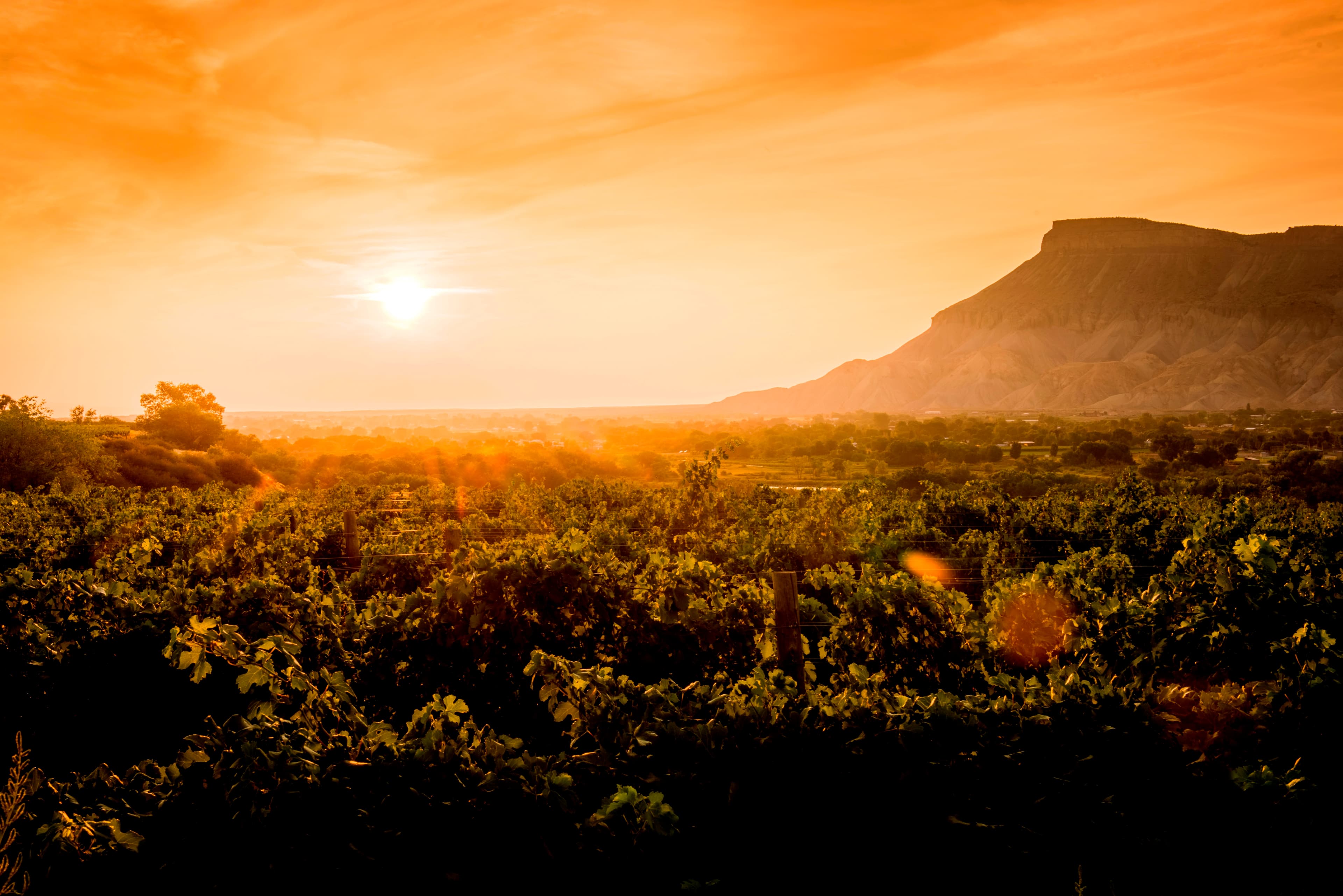 vineyards at the foot of mt. garfield in the grand valley ava along the colorado river in palisade. photo