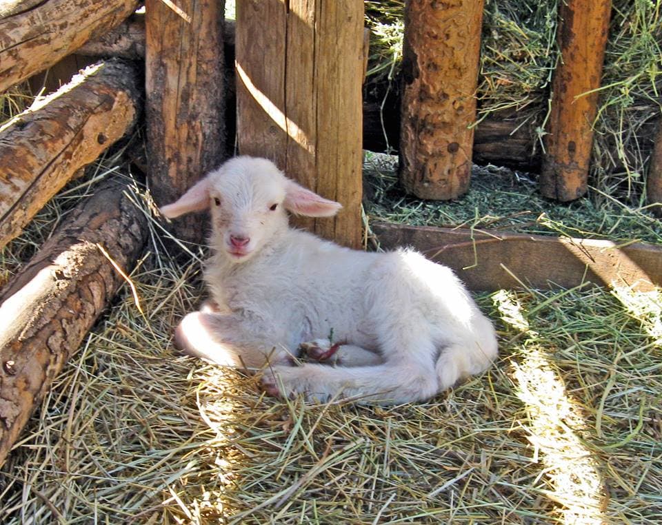 littleton museum lamb photo