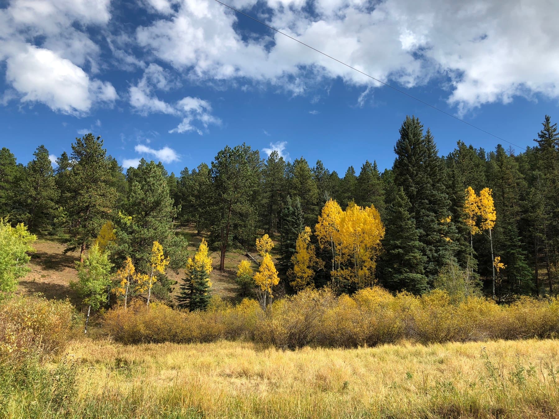 see the aspens! photo 15