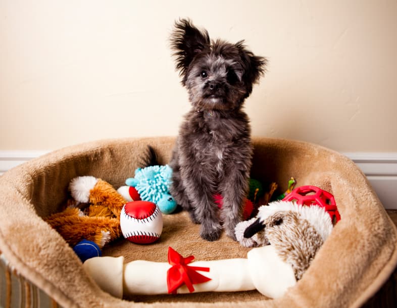pet friendly photo 11