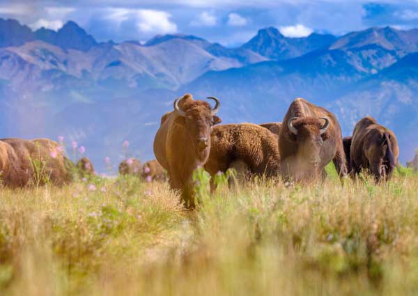 Bison in the Sangre de Cristo mountains