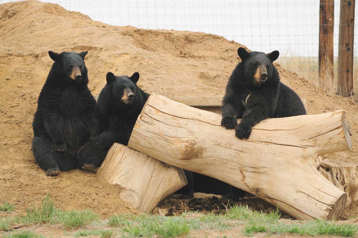 Three black bears are relaxing around a fallen tree trunk and look into the distance with curiosity at the Wild Animal Sanctuary in Colorado.