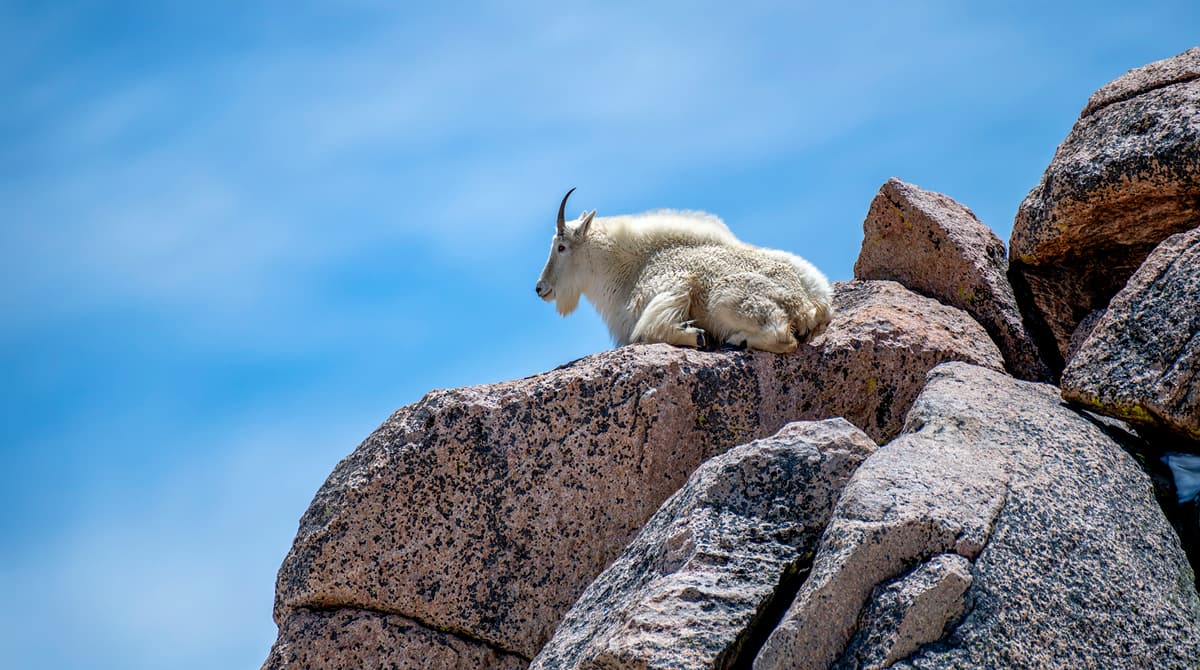 A fluffy white mountain goat sits leisurely on some rocks on Mt. Blue Sky in Colorado. The sky above is dusty blue with scattered, whispy clouds.