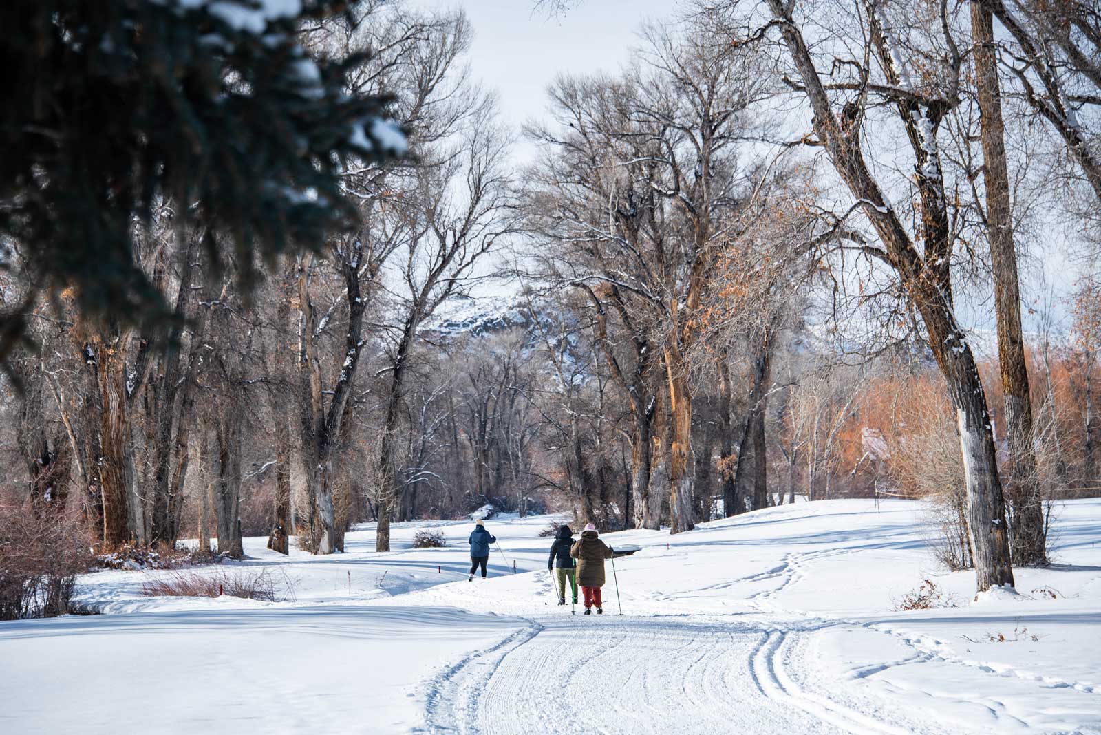 Three cross-country skiers move along groomed courteroy trails in Gunnison