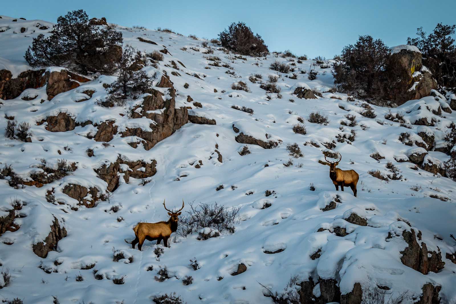 Two antlered elk on rocky, now-covered slope