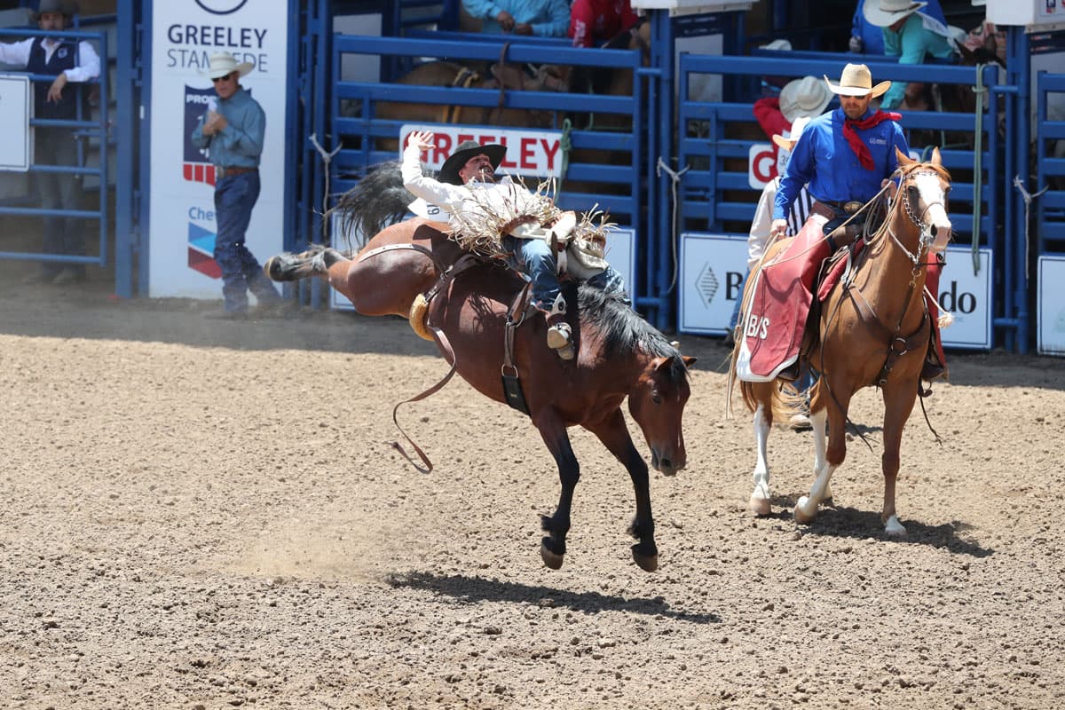 Rodeo rider gripping a horse mid-air during a show at Greeley Stampede in Colorado.