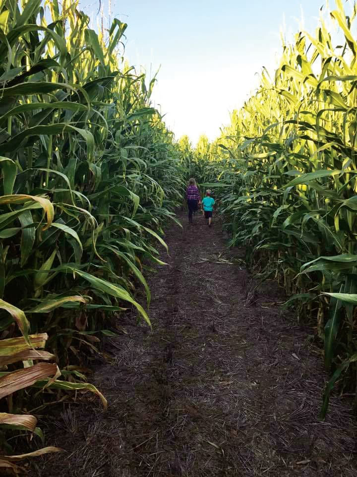 Let the kids run around in one of the many corn mazes in the state.