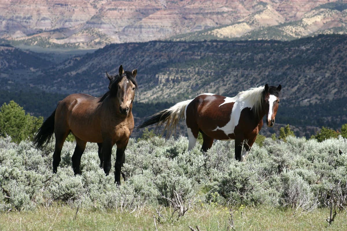 Two wild horses — one fully brown with a black mane and tail, and one with white and brown splotches and mane, walk amid scrub brush with rolling mesas in the distance