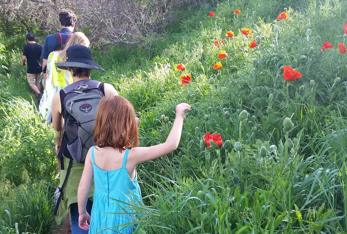 Five hikers on a narrow trail tightly borered by knee-high green grass peppered with bright-orange poppies