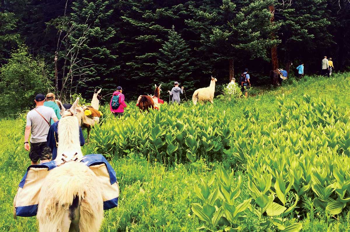A line of people walk down a trail on a llama excursion with Paragon Guides