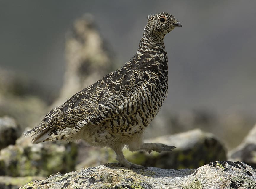 A gray bird stands on a rock