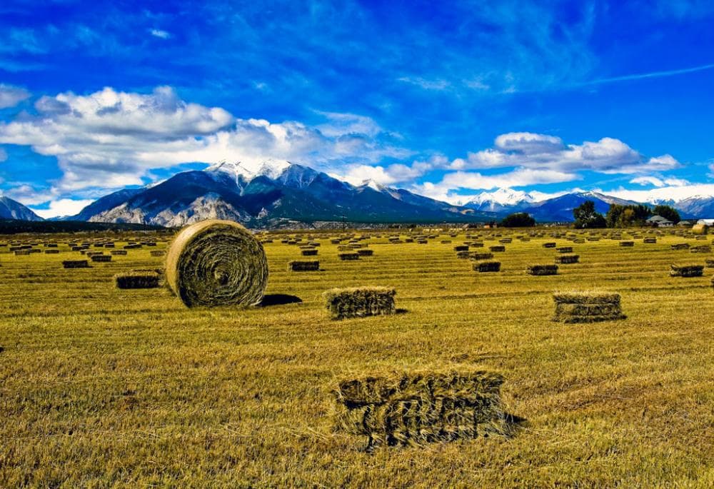 A single large roll and dozens of bails of hay cover a field of cut yellow grass along the Collegiate Peaks Scenic Byway near Salida, Colorado.