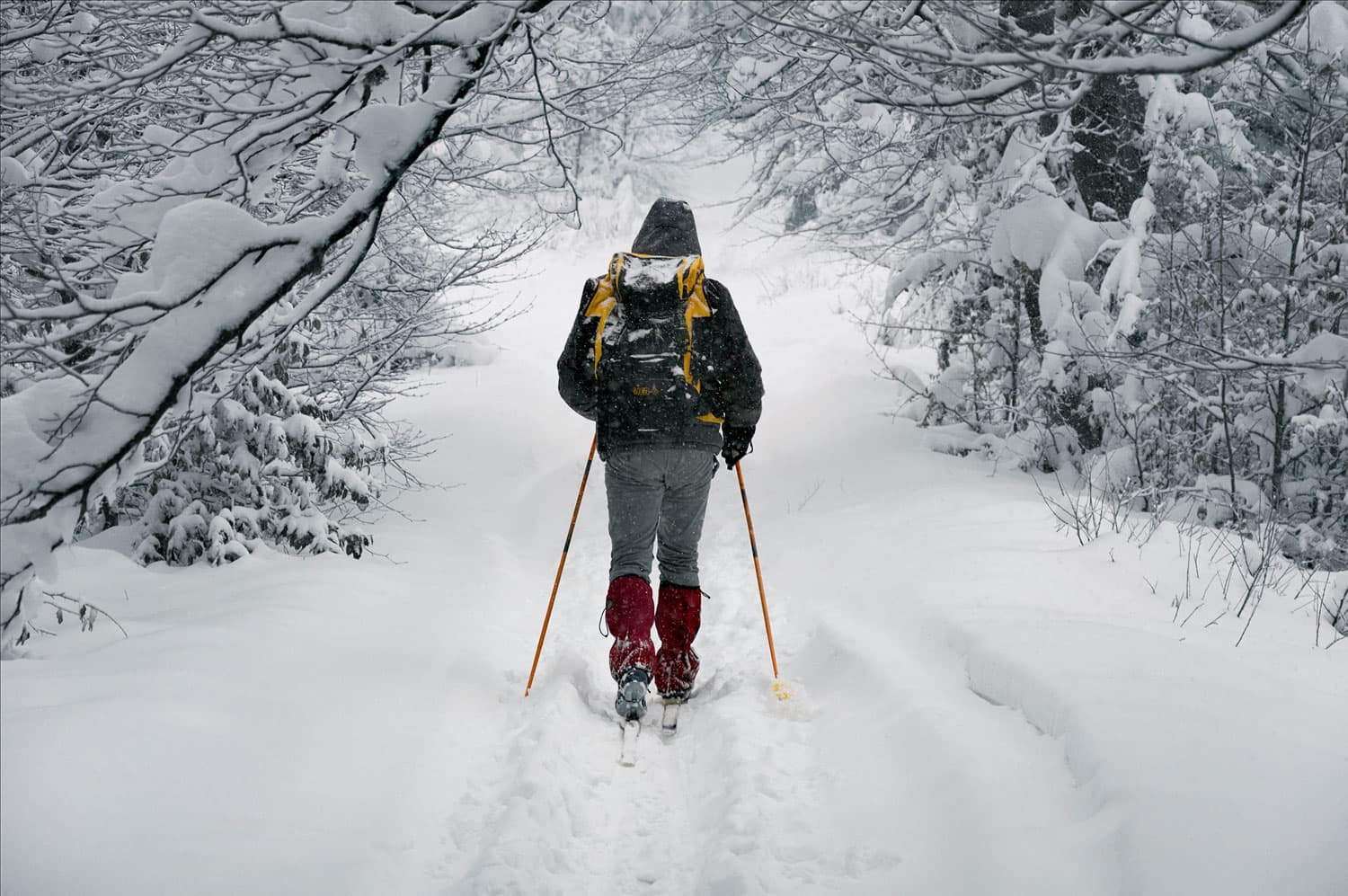 A cross-country skier uses ski poles to slide along snowy tracks under snow-covered trees