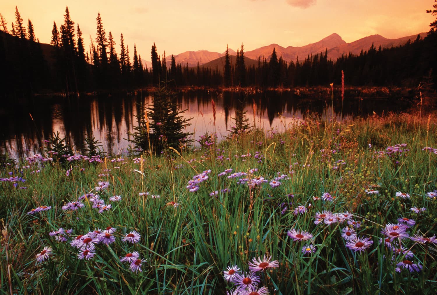 A flowery meadow with tall grasses and light-purple flowers leads up to a mountain lake that has evergreen trees on its shoreline. The sky is basked in golden hues as the sun sets and the distant mountains are bathed in pink light.