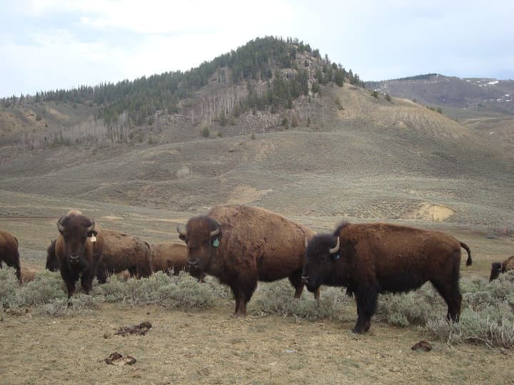bear mountain bison photo