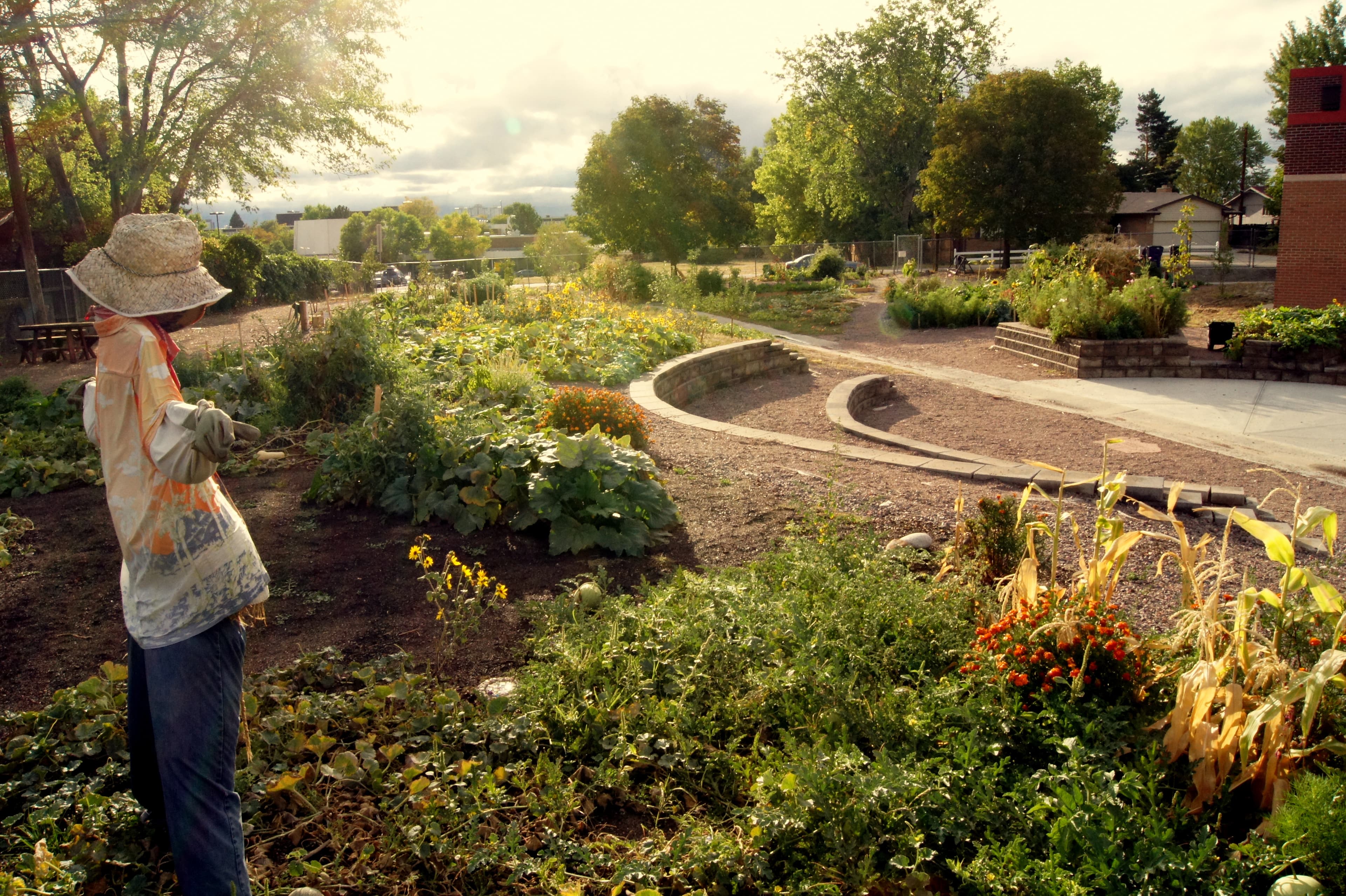 denver green school community garden photo