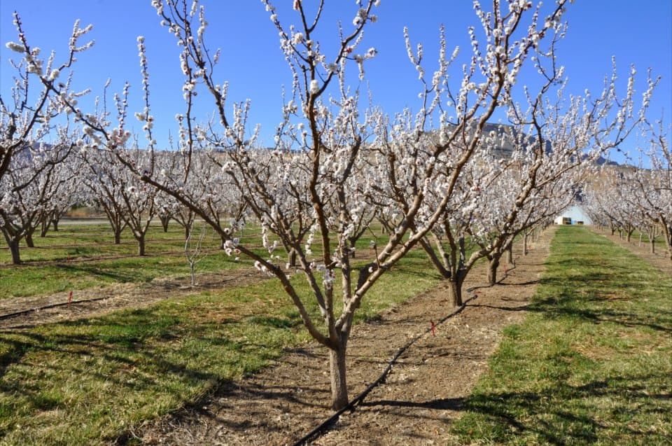 forte farms inc. photo