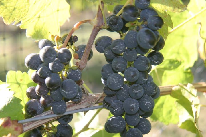 gubbini winery photo