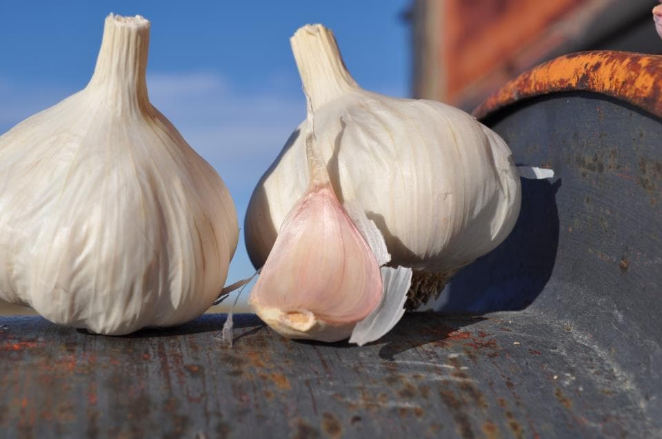 hobbs family farm photo
