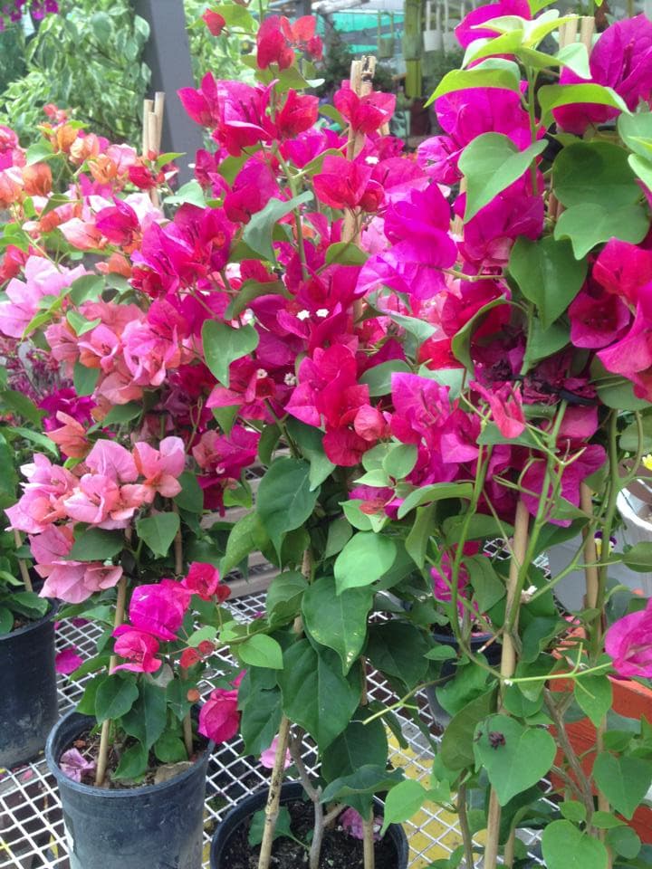 jensen's flower & gardens photo