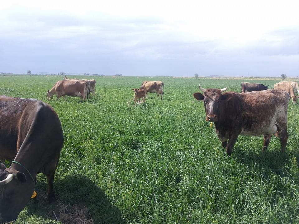 larga vista ranch photo