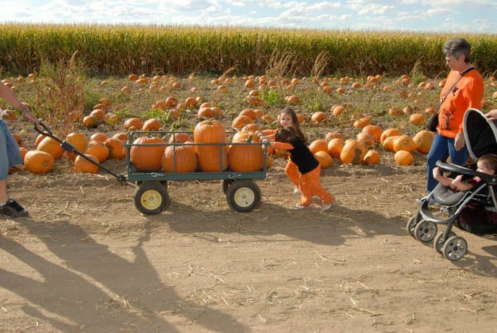 pantaleo farms/the great pumpkin patch photo