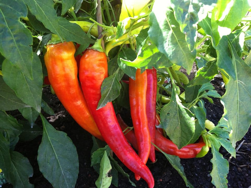 pikes peak urban gardens photo