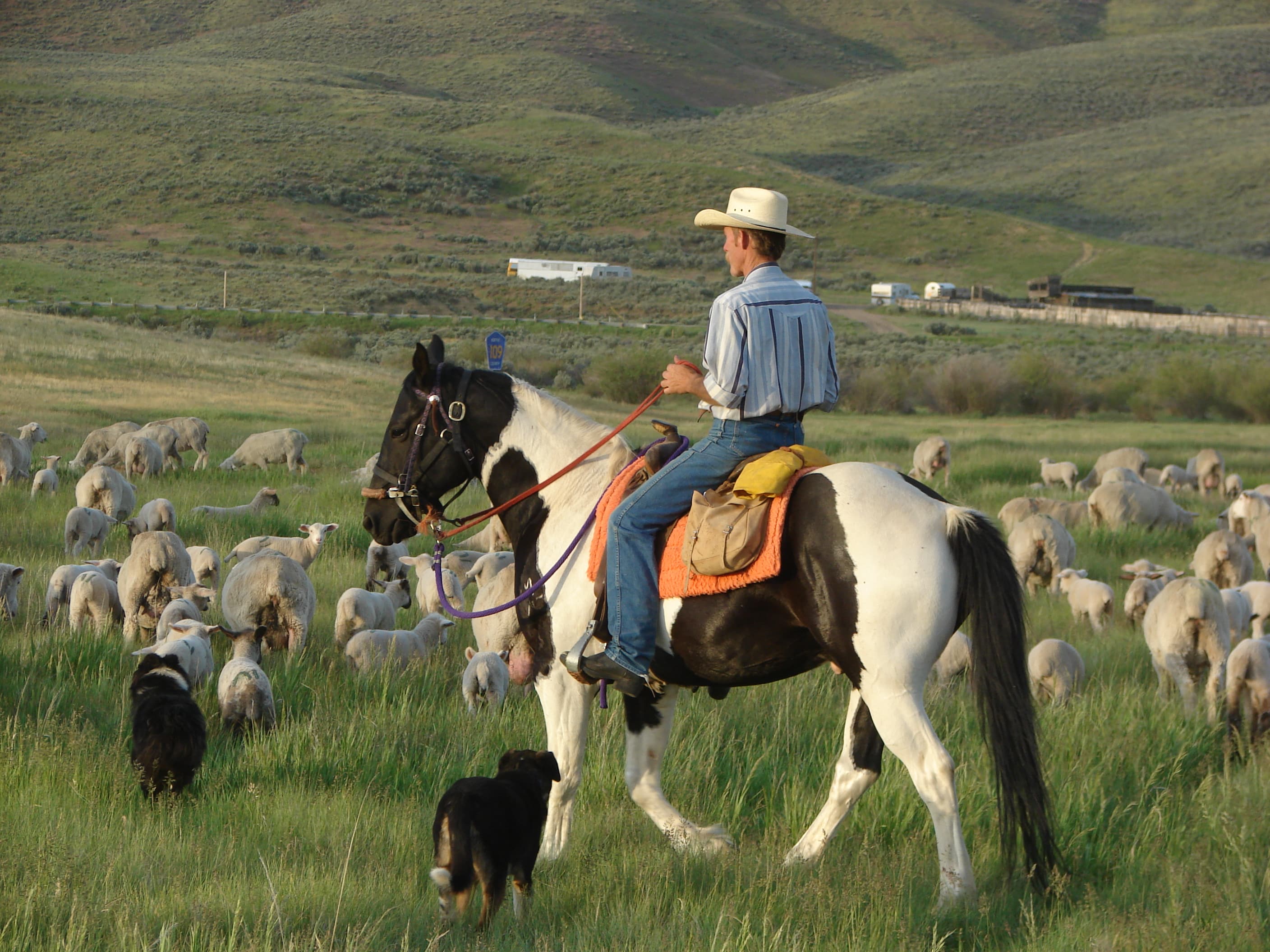 moving spring lambs on villard ranch photo