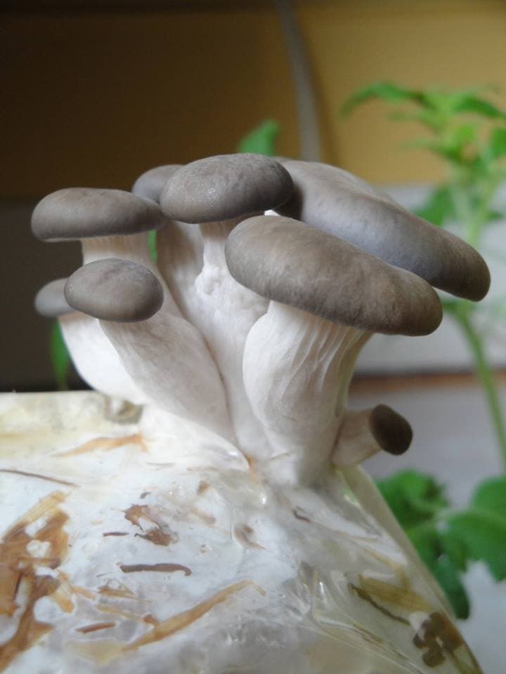 zippity zoo barnyard gourmet mushrooms (ridge valley alpaca ranch) photo