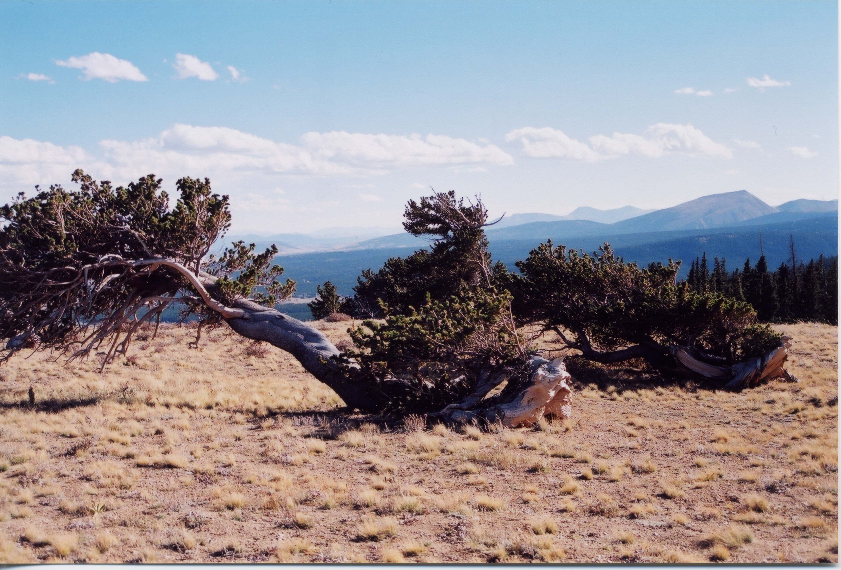 bristlecone pines above alma photo