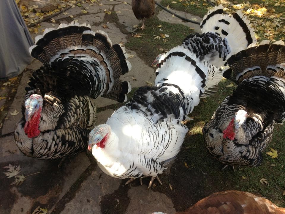 crested butte farmers market photo
