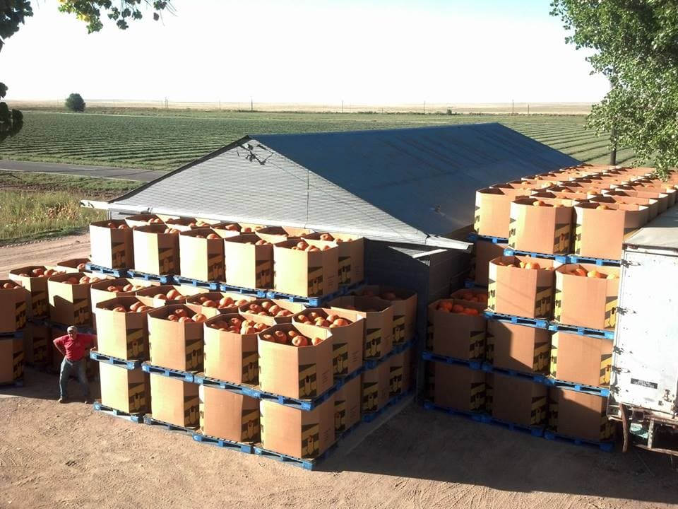 knapp's farm market photo