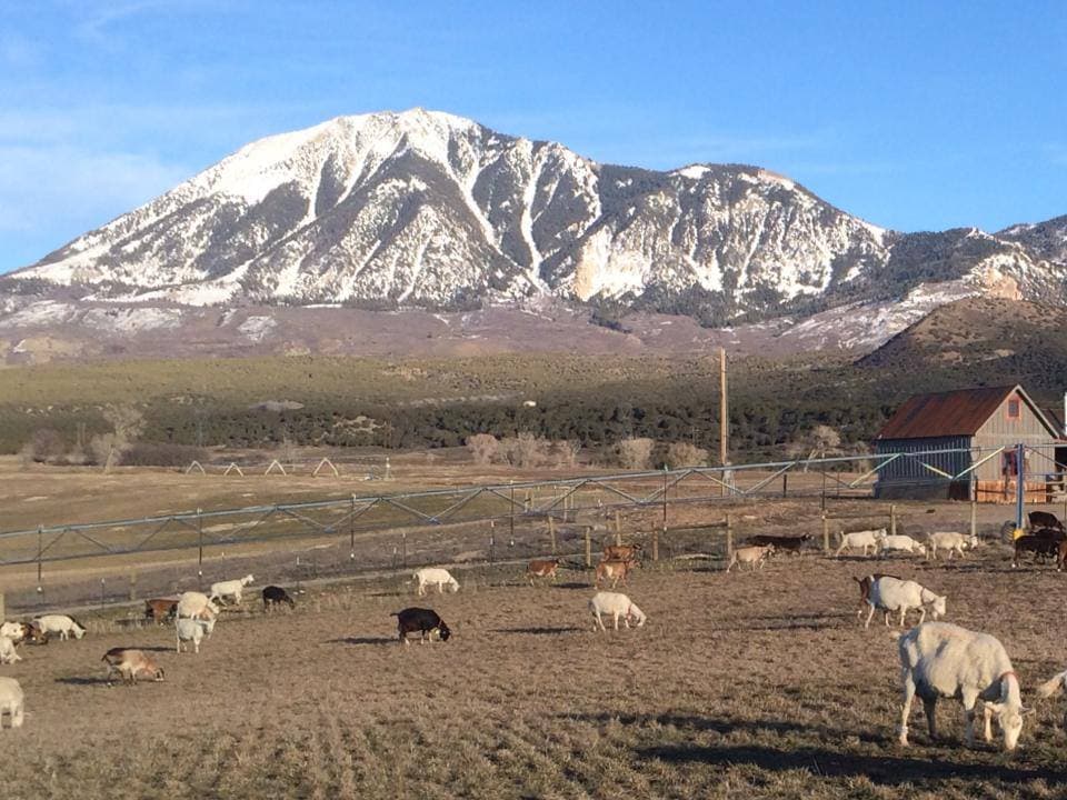 avalanche cheese company (farm & dairy) photo