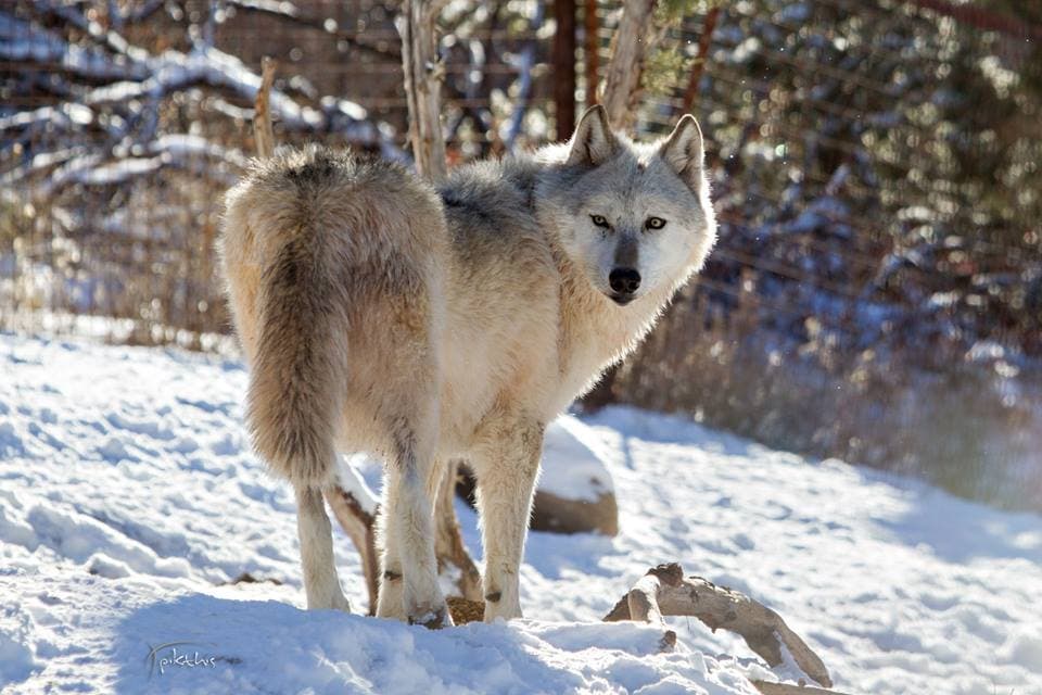 wolfwood refuge in durango photo