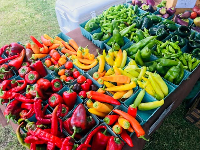 summer peppers photo
