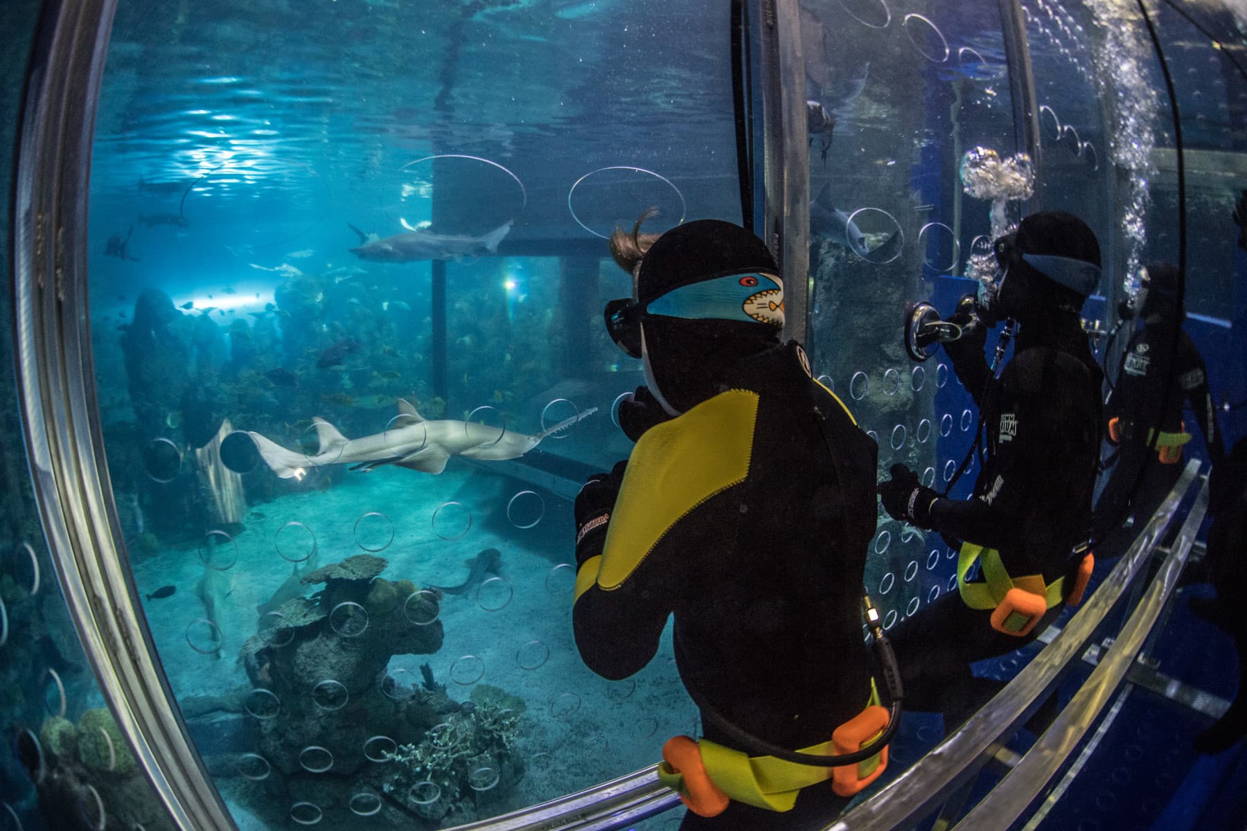 shark cage! photo 10