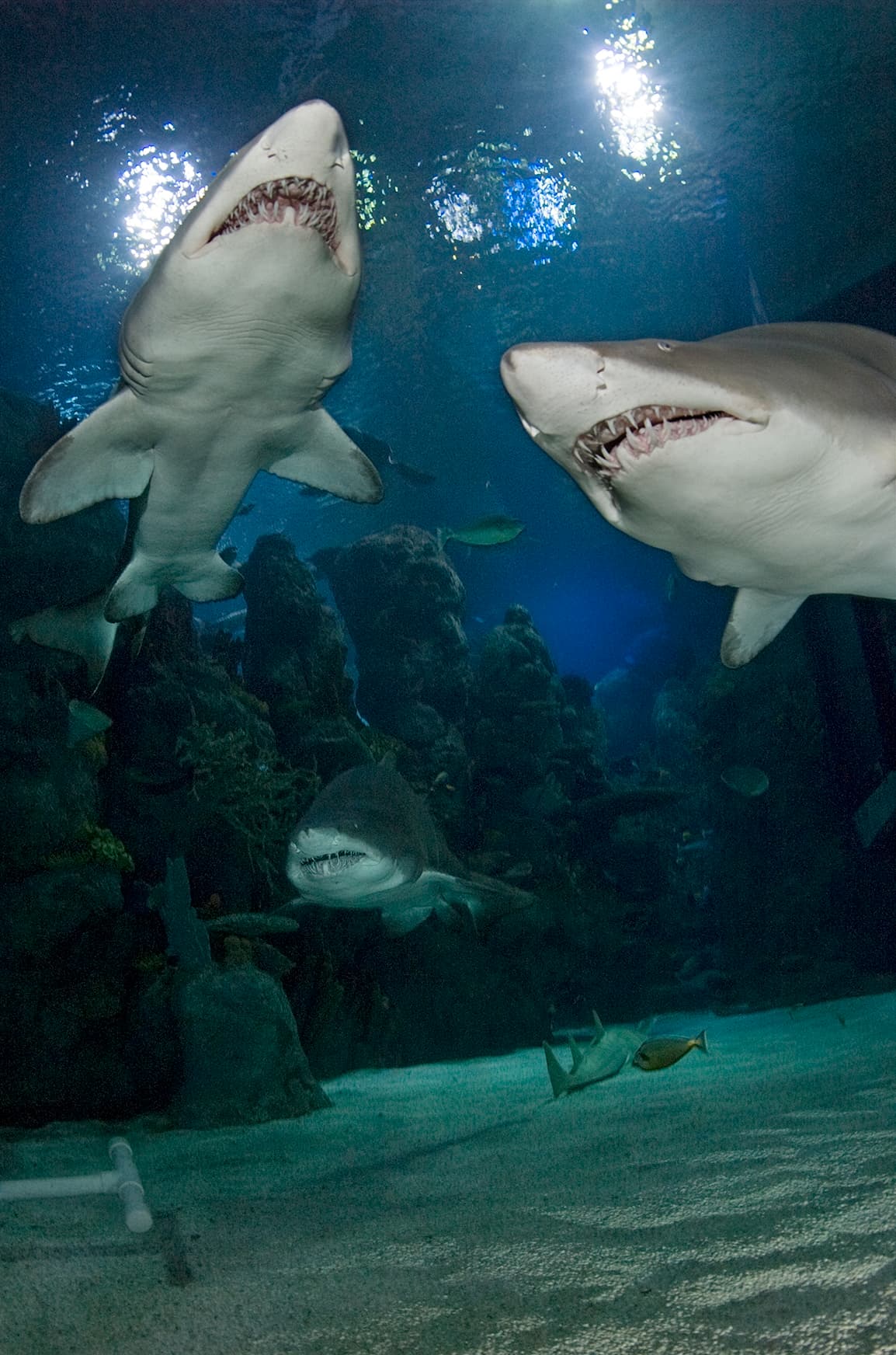 shark exhibit photo 12