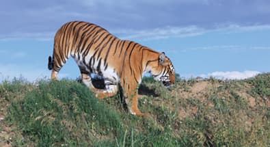 rescued tiger in a large acreage habitat photo 7