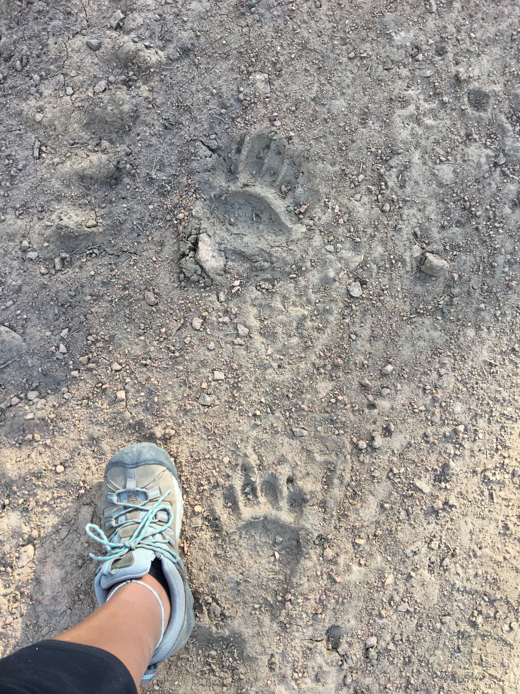hike thru the rockies and search for wildlife prints! photo 14