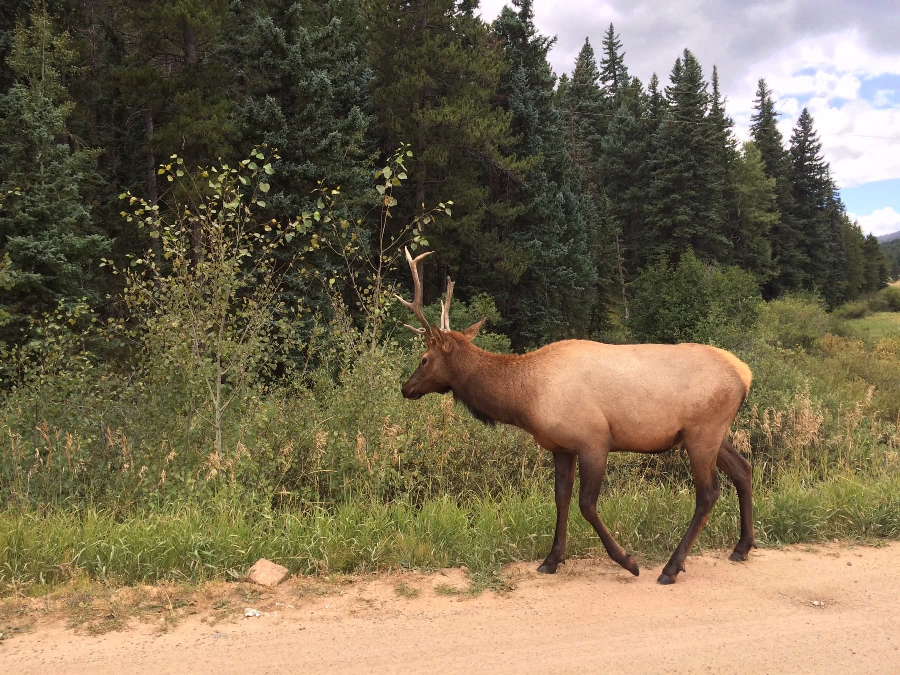 elk in the park! photo 7