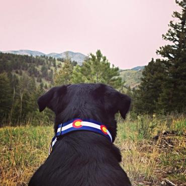 Twitter A dog gazes at some trees across a field.