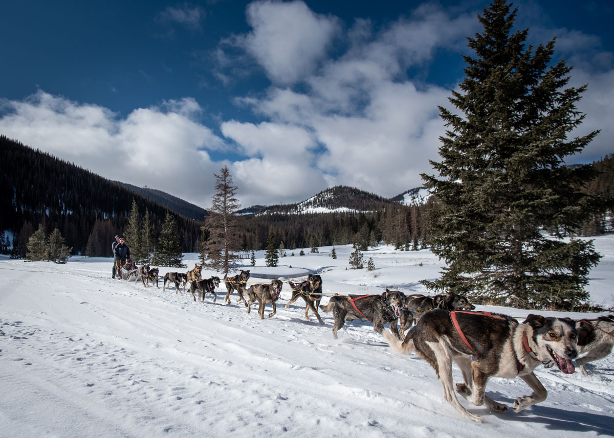 Dog Sledding in Salida