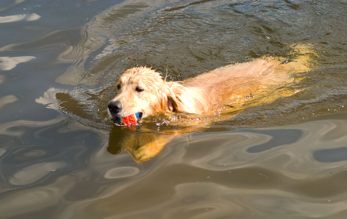 A golden retriever proudly swims through muddy waters while carrying a blue and red tennis ball in its mouth in Colorado.
