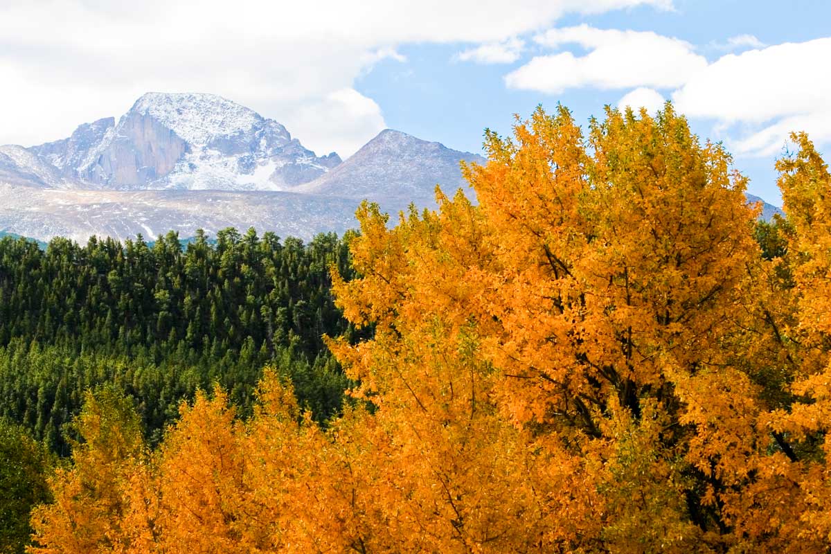 A tree shows off its bright-orange fall foliage in Rocky Mountain National Park in Colorado. Other trees are still a rich green color.