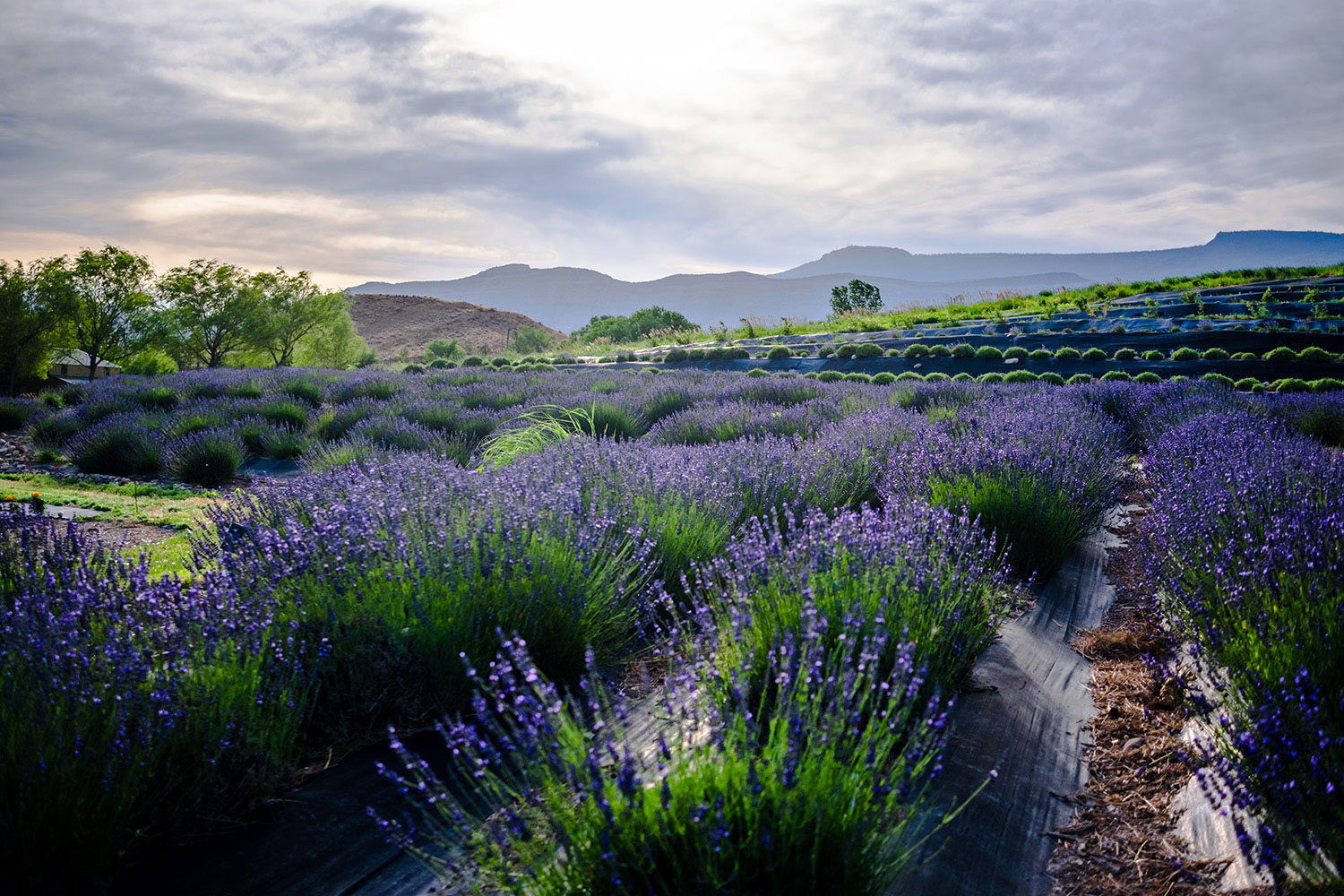 Rows of blooming purple lavender at Sage Creations Lavender Farm in Palisade, Colorado 