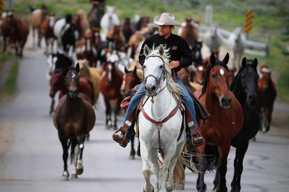 A cowpoke in a white hat riding a white horse leads a herd of horse down the road near Bar Lazy J Ranch in Colorado.