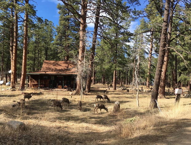 A herd of grazing deer stand in the yard in front of The Butterfly, a simple wood cabin surrounded by tall trees.